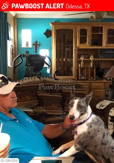 Lost Brendal Pug Blue Eyes · Escondido Ranch · 12/6 pic. . Pets odessa craigslist